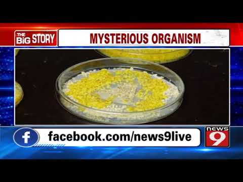 Video - Science Discovery - An Mysterious Organism with More than 720 SEXES! #OMG