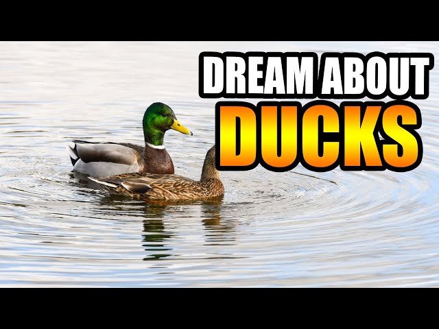 what-does-it-mean-to-dream-about-baby-duck-stuffsure