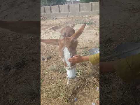 Boy vs donkey in love #animals #anmals #catfunny #donkey #catvideos #travel #camel #comedy #shorts