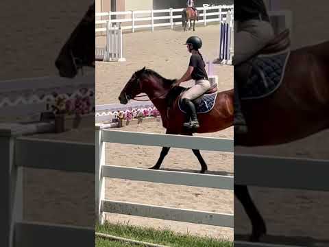 Ok canter transition I see u #transition #horse #equestrianjourney #horsegirl #horsejumping #pony