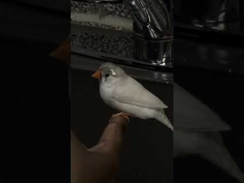 Bird Bath! Music Composed by Mridul Singh_ 
