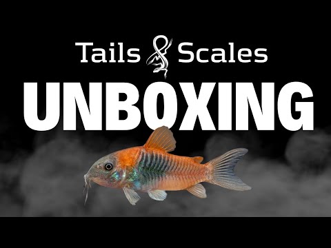 Fish Unboxing! Discus, Barbs, Guppies & More! Our customers are really enjoying the fish unboxing videos, so here's another one for you! This orde