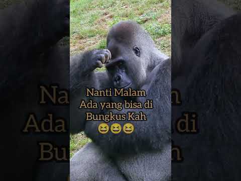 Bungkus Adek Bang #housemusic #dugemmalam #djjoget #djsikokbagiduoremixfullbass #gaming #shopee #oh