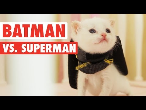 Batman vs Superman || Funny Kitten Parody - UCPIvT-zcQl2H0vabdXJGcpg