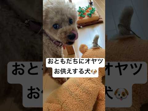 【トイプードル】オヤツあげる！【日常】#トイプードル #トイプー #癒し #toypoodle #犬のいる生活 #プードル #可愛い #犬のいる暮らし