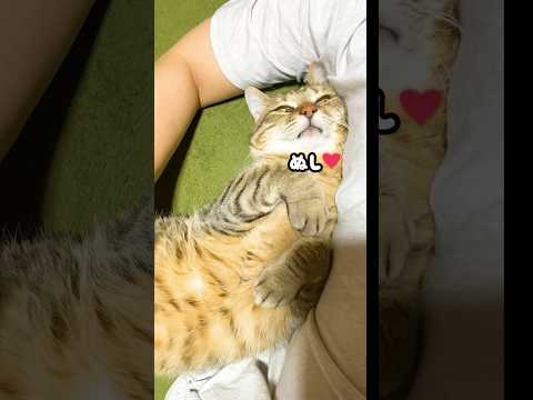 大好きなお母さんにずっとくっ付いて離れない元野良猫が可愛すぎる♡ #元野良猫 #甘えん坊 #かわいい