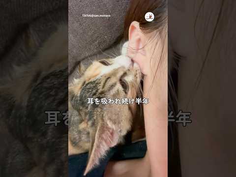 猫の動画サムネイル - 猫に耳を吸われ続け半年｜PECO