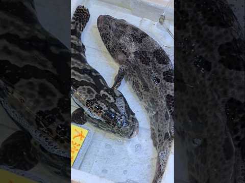 Marbled Grouper/Benjie Gonzales tv