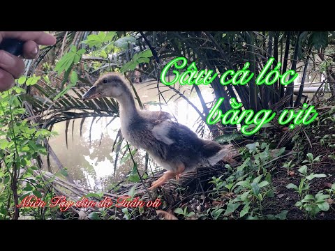 Câu cá lóc-nhấp bầy lòng ròng với con vịt bự tổ và cái kết đau lòng