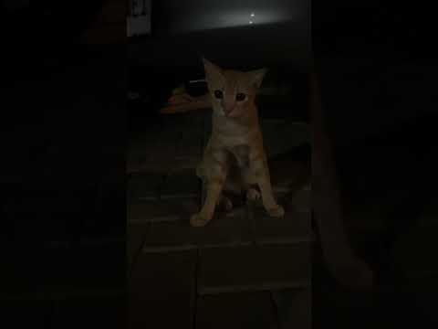 Akhirnya Kucing Puman Pulang Jaga Adik #cat #nizamkucinglucu #kitten #貓咪日常 #cute #imut #貓 #funny