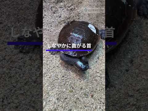猫の動画サムネイル - 曲頸類~マコードナガクビガメ～ #shots #名古屋港水族館