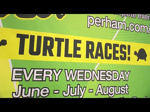 Finding Minnesota: Perham Turtle Races