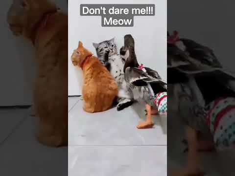 cute and funny cats #shorts