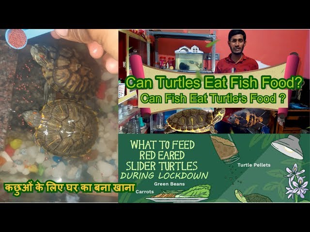 Can Turtles Eat Fish Food?