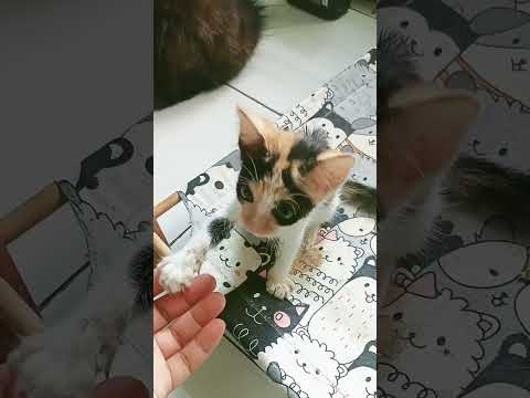 so cute #marriageproposals