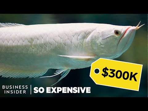 Why Dragon Fish Are So Expensive | So Expensive - UCcyq283he07B7_KUX07mmtA