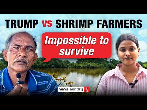 Margins shrunk, farmers forced to switch: Trump tariffs sinking Odisha’s shrimp industry