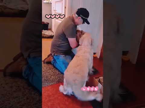 Funny and cute dogs compilation#cute#doglover#doglife#cure#dogshorts#pet#doglife#dogshorts