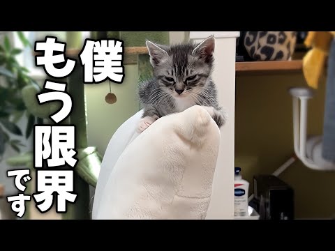 遊び過ぎた後体力の限界が来て急に電池切れになる子猫が可愛いｗ