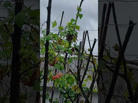 mng view #shorts @nirmal videos