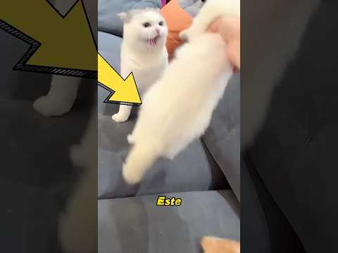 El mejor amigo del gato se hizo el muerto de repente.#cat #cute #pets