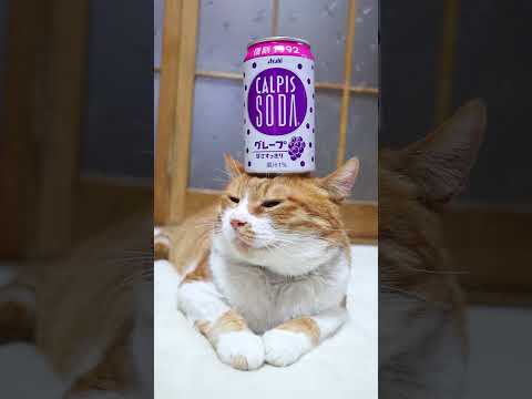猫の動画サムネイル - カルピスソーダ グレープ　250606 #cat #cute #ネコ　#のせ猫　 #猫のいる暮らし #ねこ