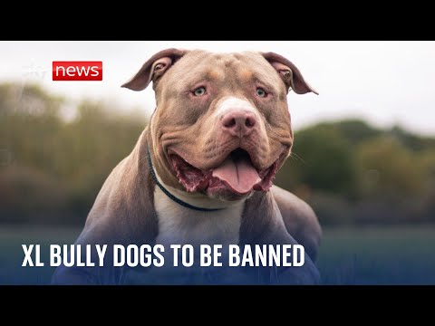 BREAKING: XL Bully dogs to be banned in England & Wales