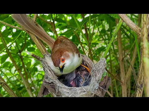 Yellow-eyed babbler bird is sitting on its babies