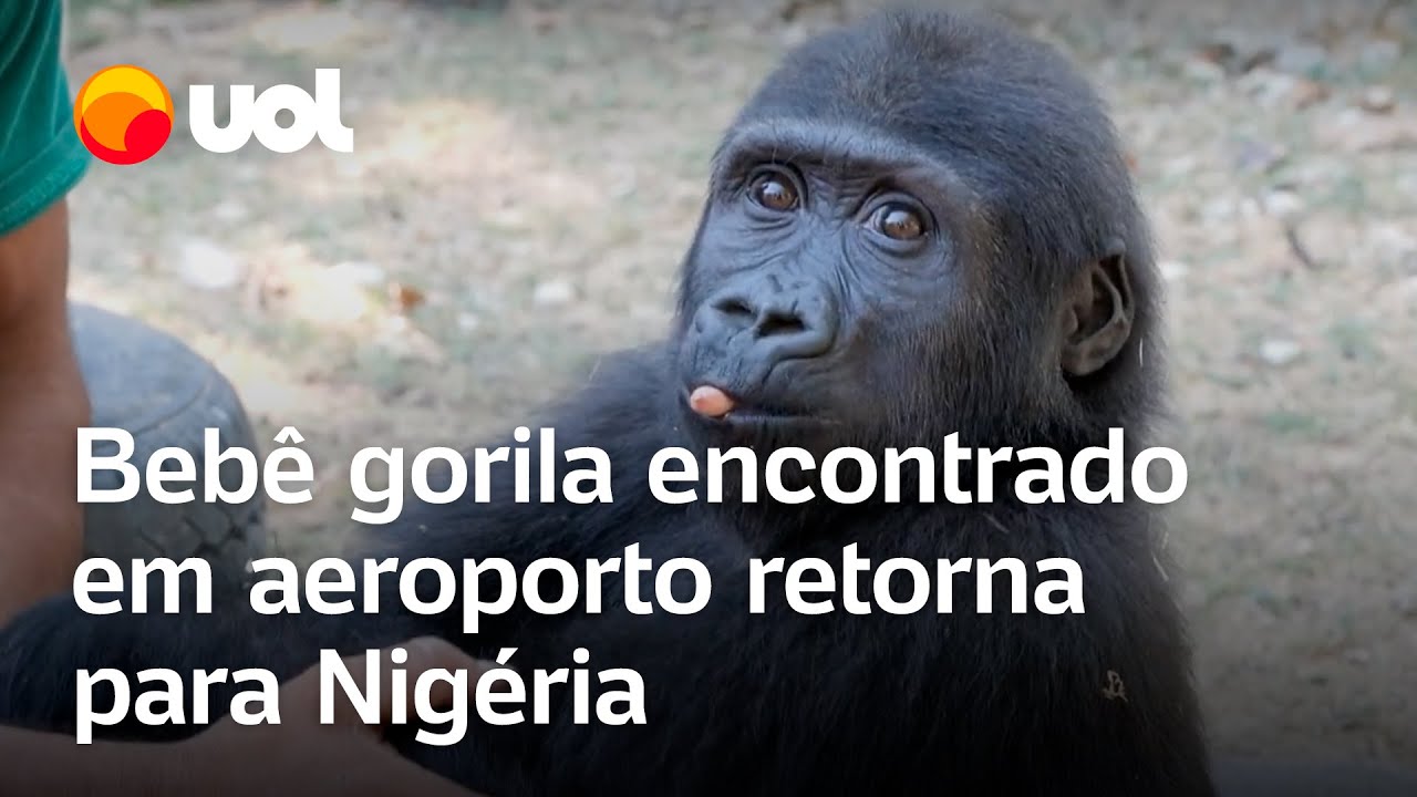 Bebê gorila encontrado no aeroporto de Istambul vai retornar à Nigéria
