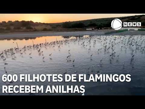 600 filhotes de flamingos recebem anilhas no sul da Espanha