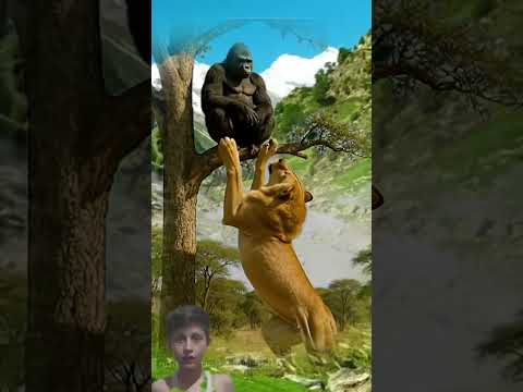 Monkey Tease  Lion From Long Tree In Park #amazinganimalsanimalkingdom