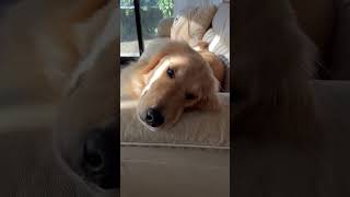 【日常】あつーい！暑い季節にダウンしたゴールデンレトリバーのアカリちゃんの様子#goldenretreiver #ゴールデンレトリバー