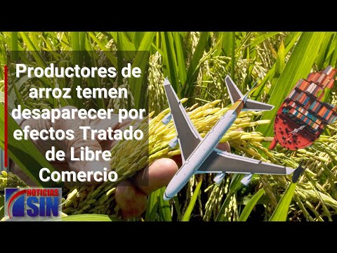 Productores de arroz de Dajabón temen desaparecer