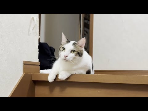 懐かしい猫のかわいい仕草を振り返る サムネイル