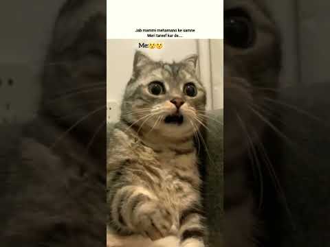 kaise hua😲 #shorts #shortvideo #fun #meme #cat #catmeme #funny #funnyvideo #funnystatus #funtime #yt
