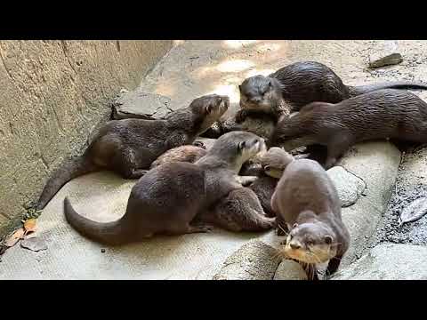 【LIVE】カワウソ～カピバラ Otters & capybaras