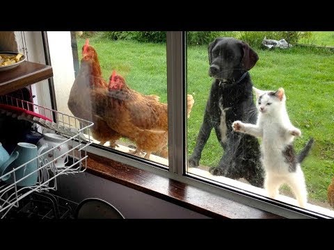The FUNNIEST ANIMAL VIDEOS, are you READY FOR THIS LAUGH BOMB?! - UC9obdDRxQkmn_4YpcBMTYLw
