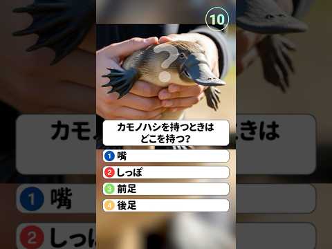 カモノハシを持つときはどこを持つ？