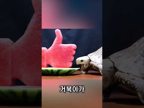 거북이가 선택한 <strong>음식</strong>