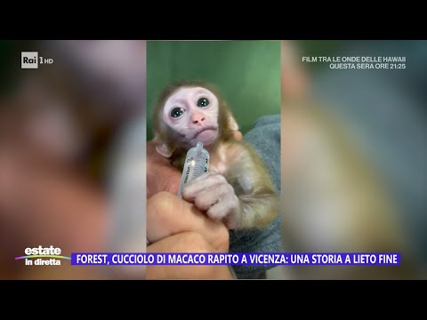 Forest, ritrovato il cucciolo di macaco rapito a Vicenza - Estate in diretta 02/08/2023