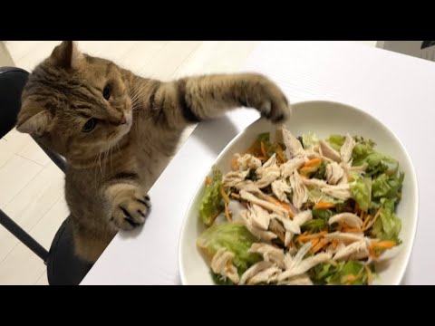 猫の動画サムネイル - ママのごはんをこっそりと盗もうと挑戦する猫が面白すぎた…