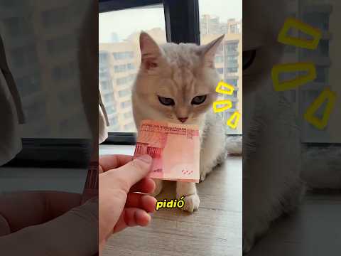 Este gato puede traer buena suerte a su dueño.#cat #pets #cat #shorts