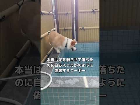 誤魔化してるけどバレバレなんだよな···w #コーギー #コーギーのいる暮らし #shorts サムネイル
