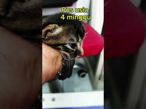 bayi kucing imut #cat #funnycats #kucing