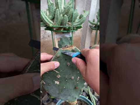 Enxertia em cactos 🌵 #plantas #jardim #cacto #dicasdejardinagem #jardinagem
