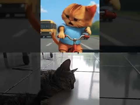 cat funy moment. kucing lucu #kucing #kucing #cat #catfuny #catlovers #kucinglucu