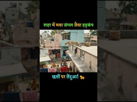 छतों पर तेंदुआ! 🐆 | छोटे शहर में मचा जंगल जैसा हड़कंप | Leopard Rooftop Chaos! #leopard #shortsfeed