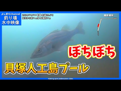 【ぼちぼち…】まぁまぁ魚いる感じ！大阪の釣り場  貝塚人工島プール  2024年11月  晩秋の水中映像  No.405