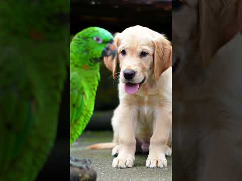 Dog and Parrot 🦜//#shortvideo #viralvideo #fyp #youtubeshorts #world#friendship