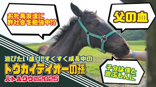 【更にデカく成長!?】遊びたい盛りのバトルクウ2025に会ってきた